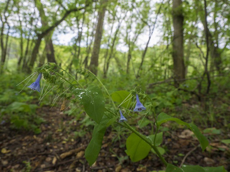Bluebells on C&O Canal trail